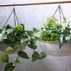 Nkuku Abari Round Hanging Planter 1 Nkuku Abari Round Hanging Planter