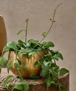 Nkuku Atsu Brass Planter 12 Nkuku Atsu Brass Planter