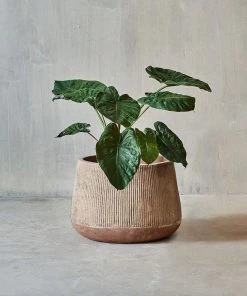 Nkuku Planters & Vases Large Wampu Wide Planter - Distressed Terracotta