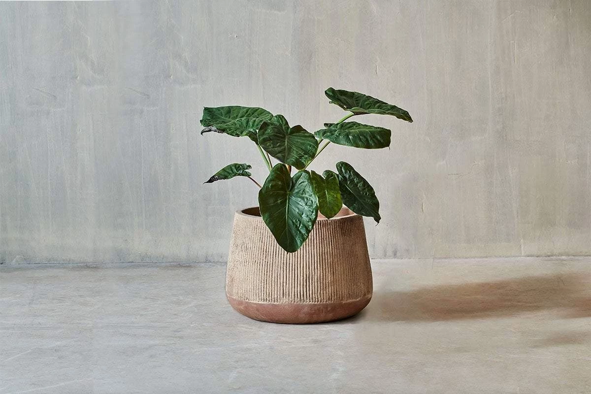 Nkuku Planters & Vases Large Wampu Wide Planter - Distressed Terracotta 3 Nkuku Planters & Vases Large Wampu Wide Planter - Distressed Terracotta